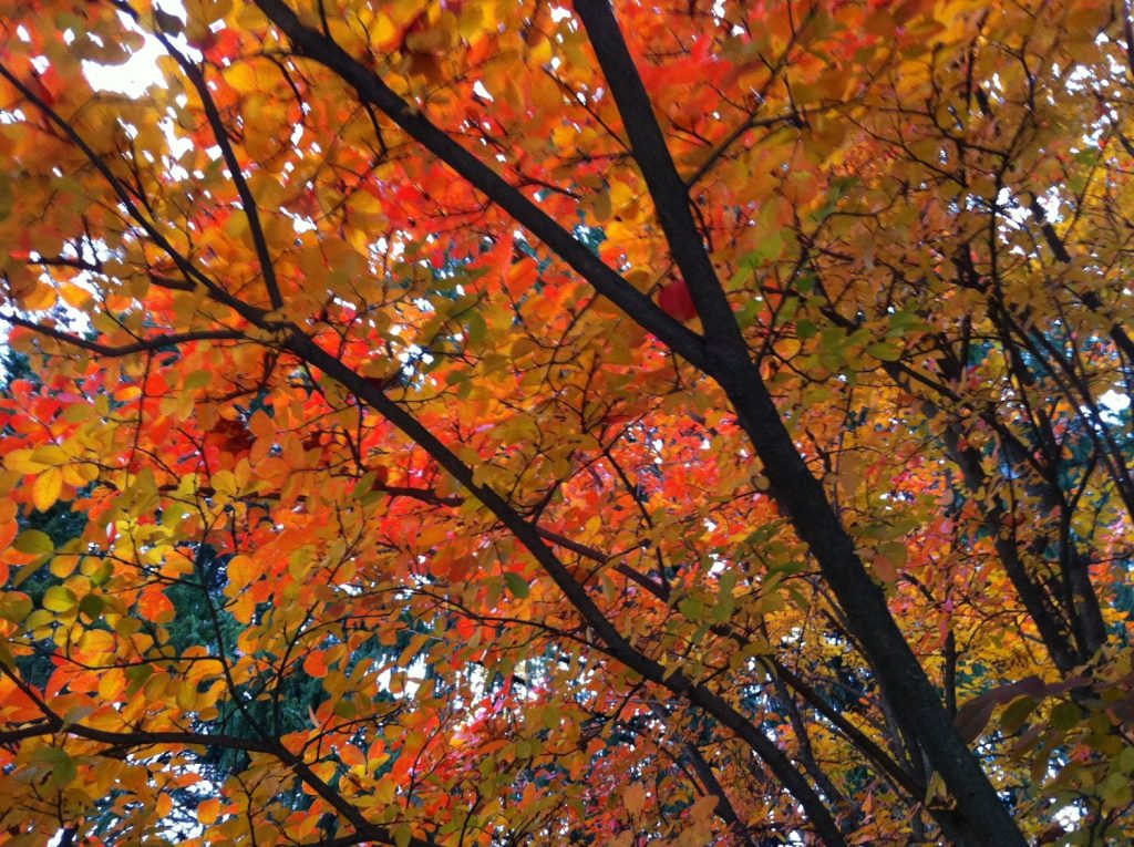 Back to School Fall Leaves