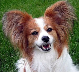 Courtesy of Jen Smith from USA - Papillon Ears CC BY 2.0